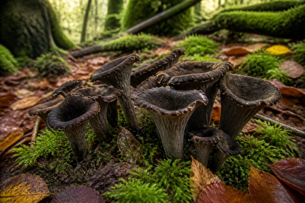 Trompette de la mort : identifier et cuisiner ce champignon